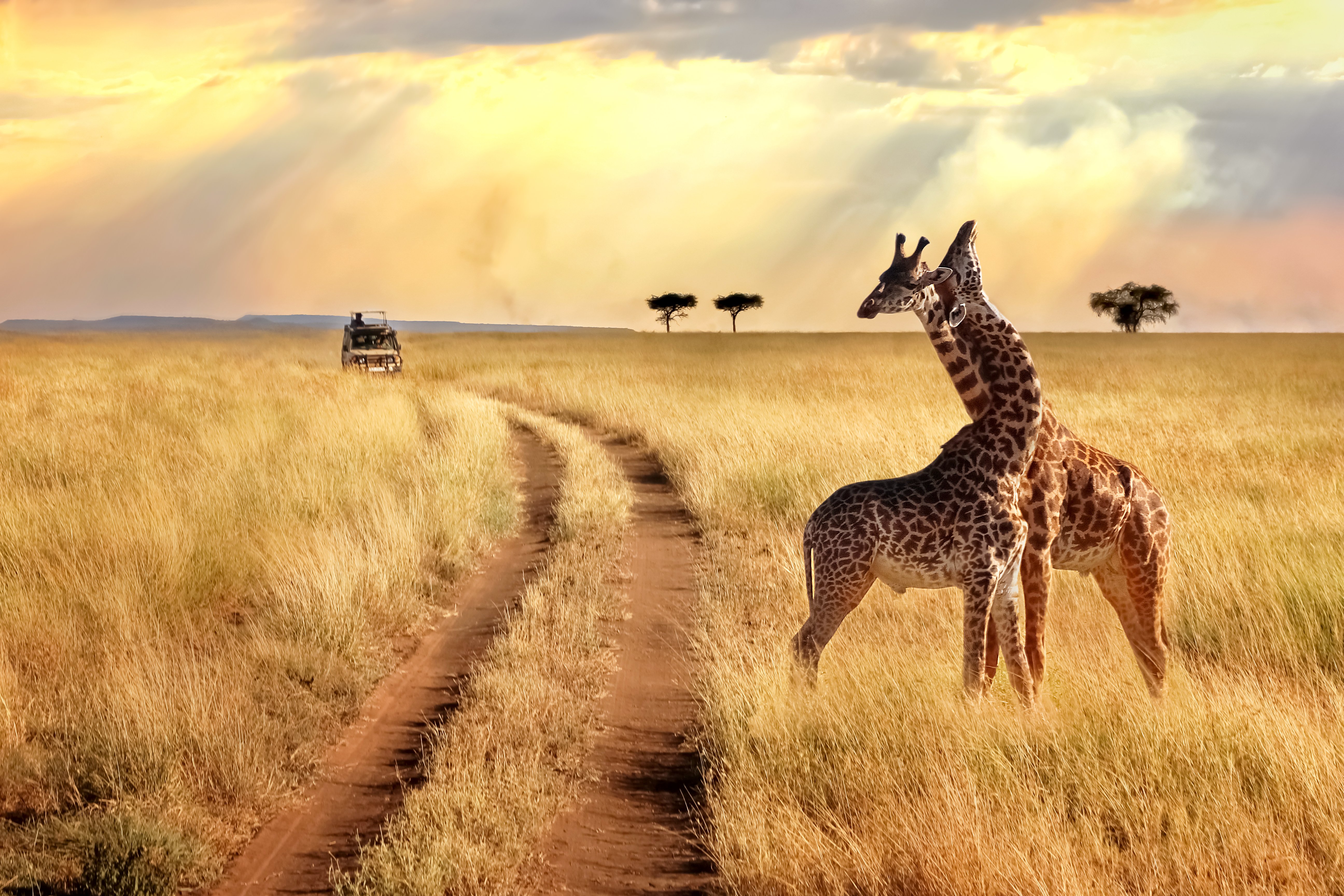 Thrilling African Safari Experience